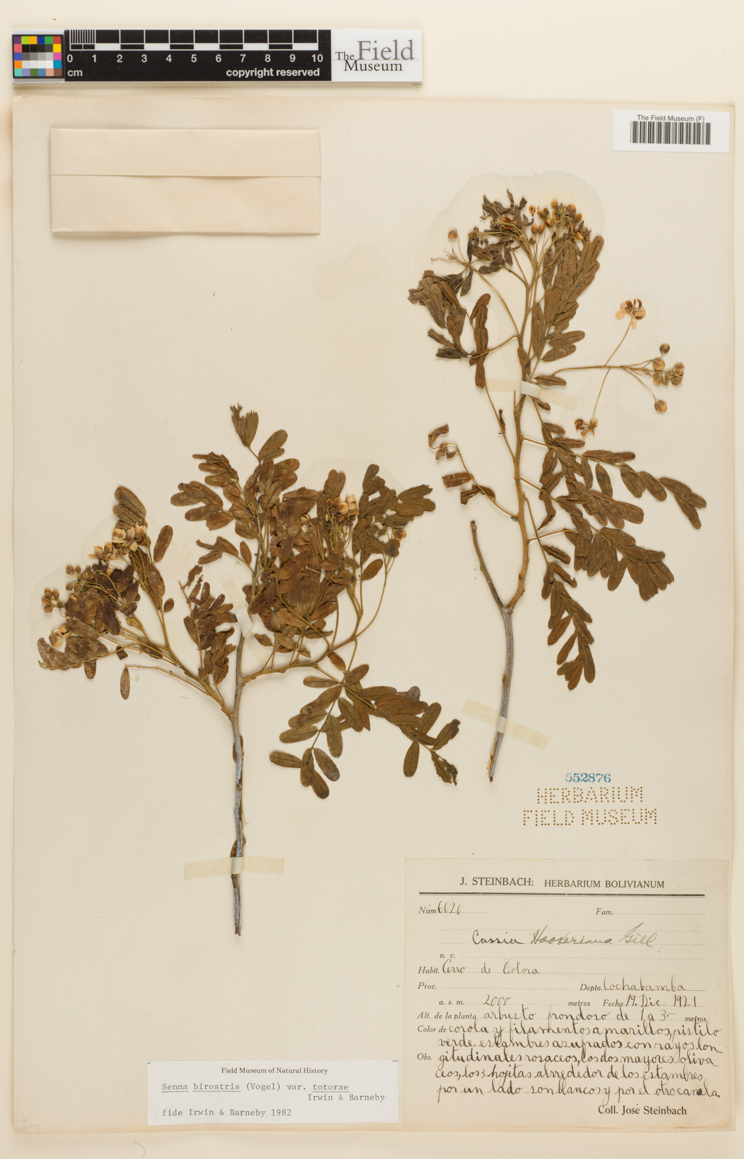 Senna birostris var. totorae image