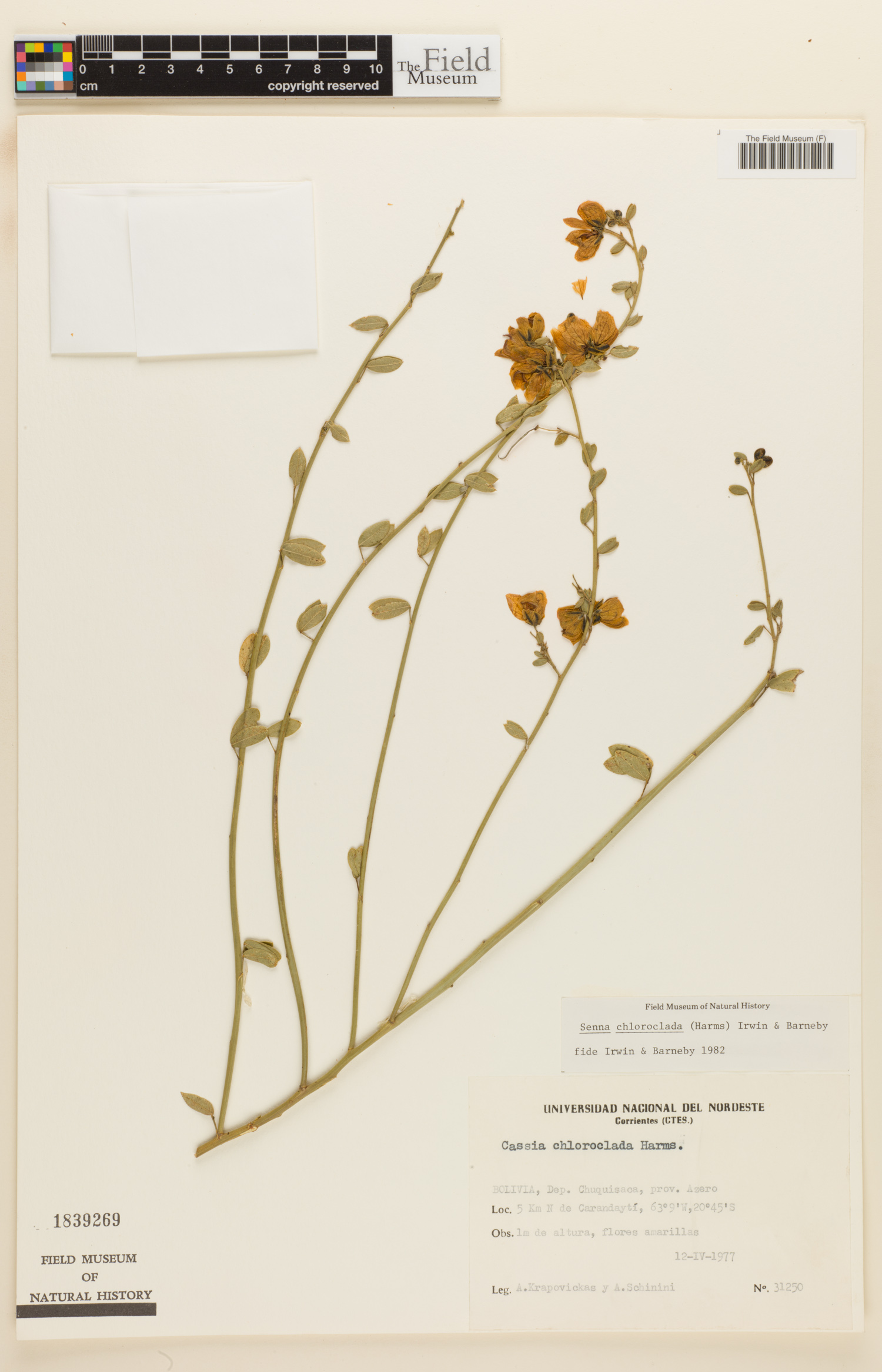 Senna chloroclada image