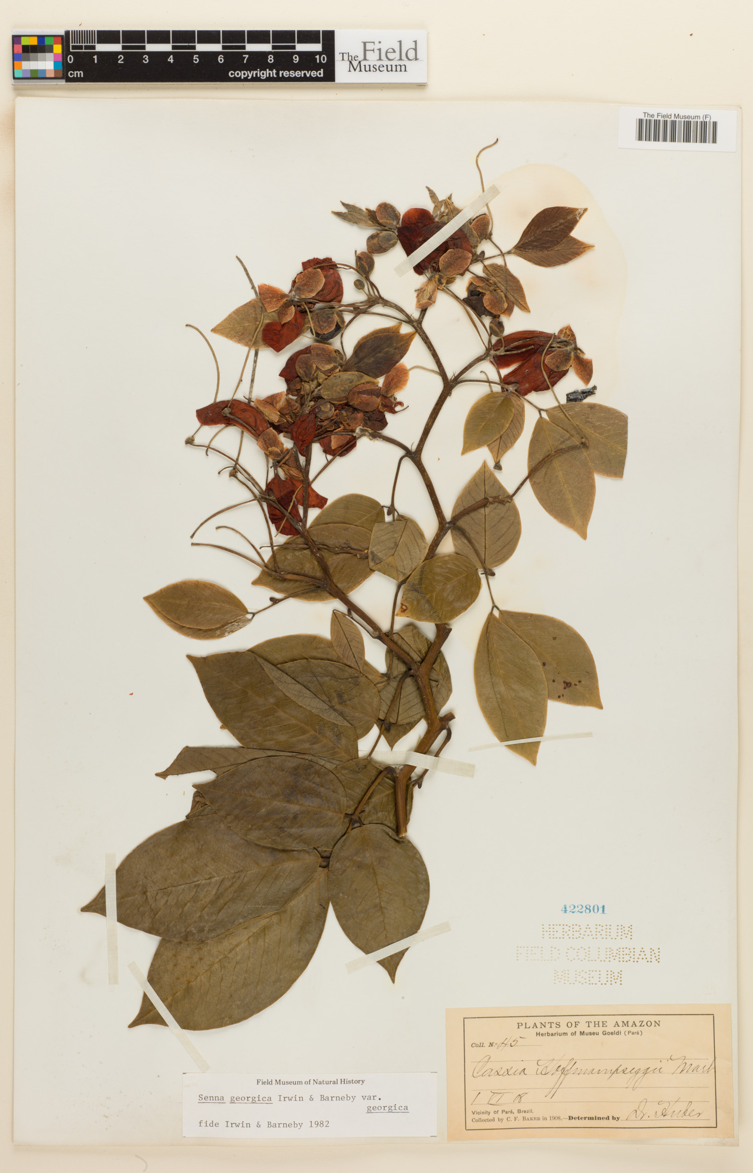 Senna georgica image