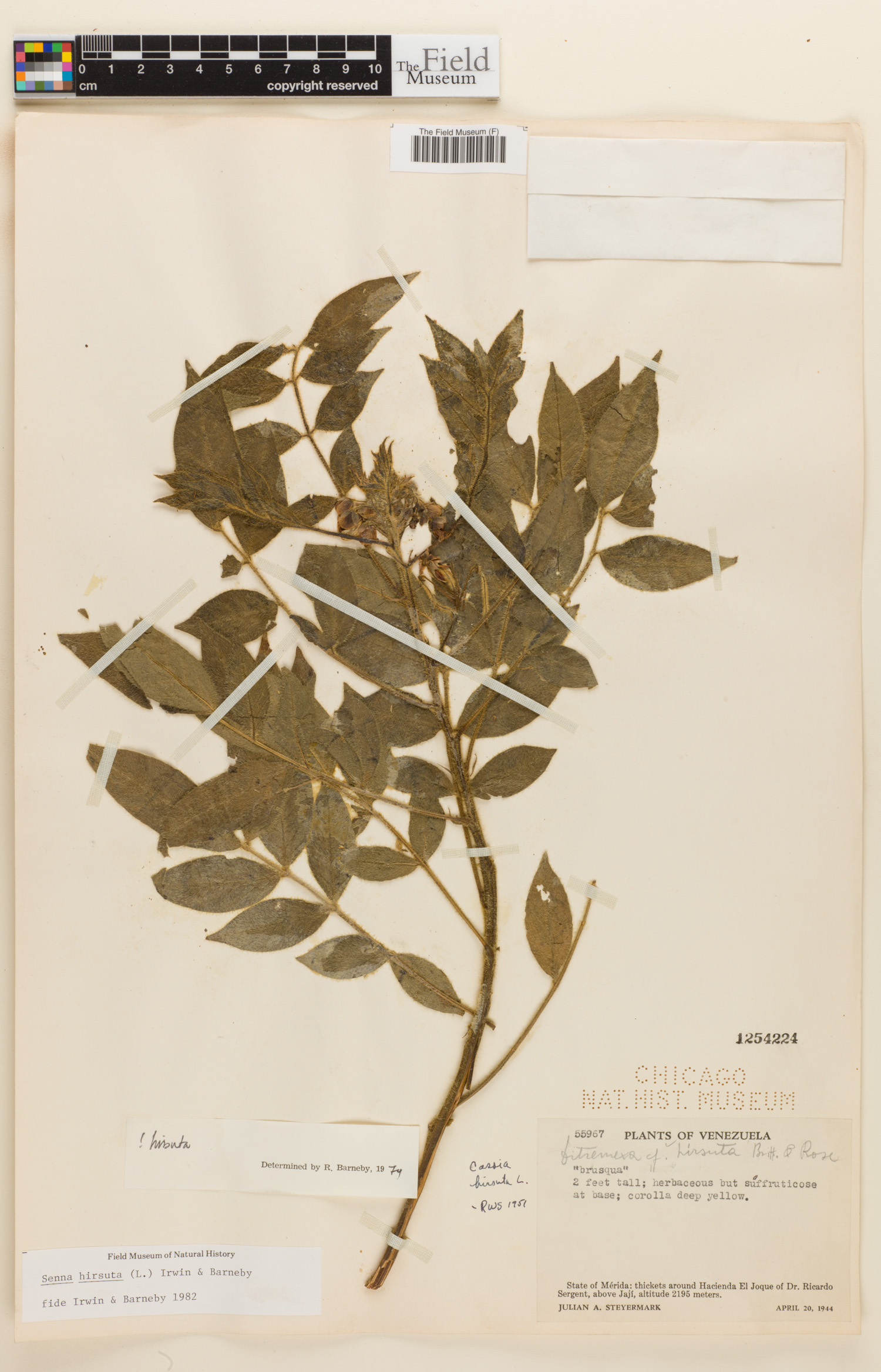 Senna hirsuta image
