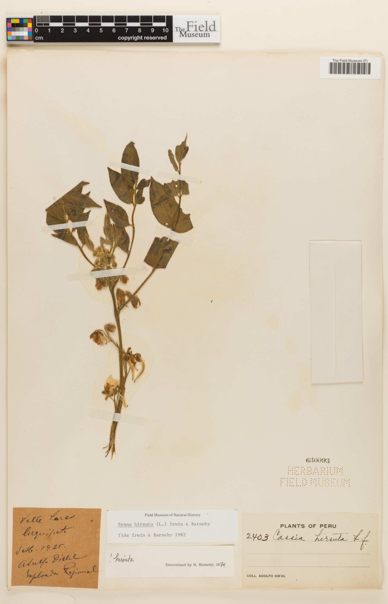 Senna hirsuta image