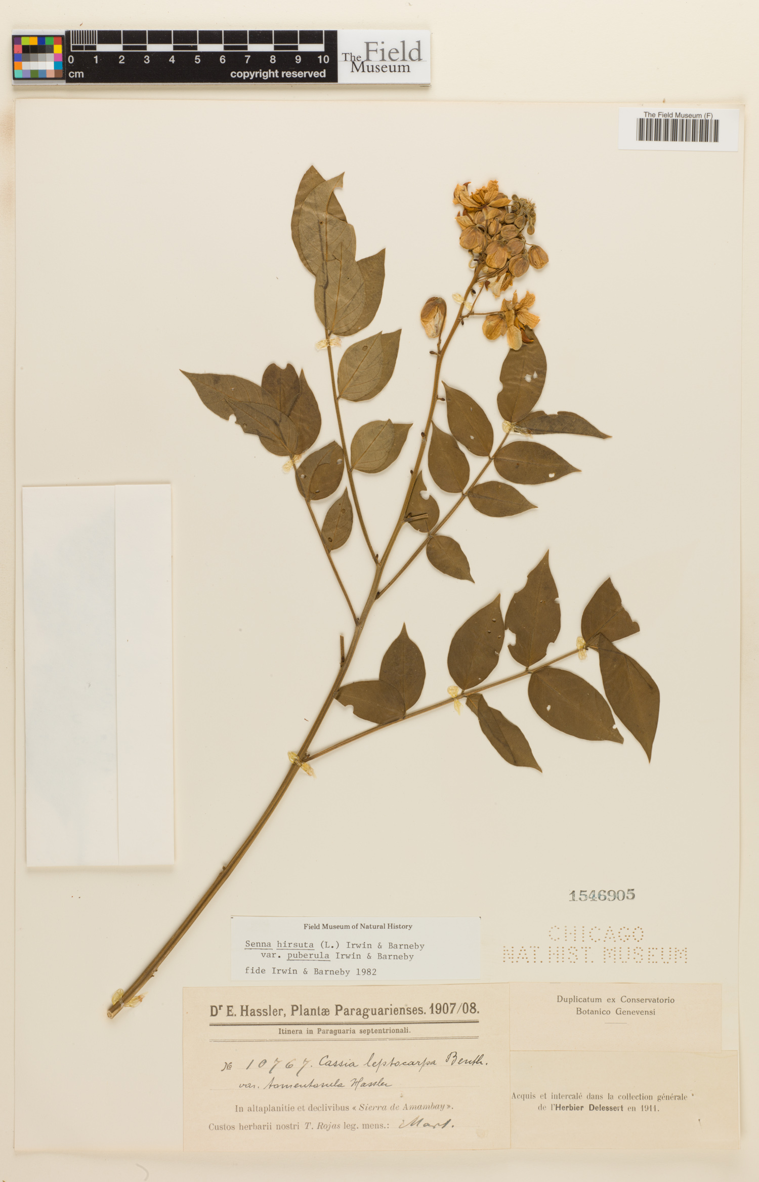 Senna hirsuta image
