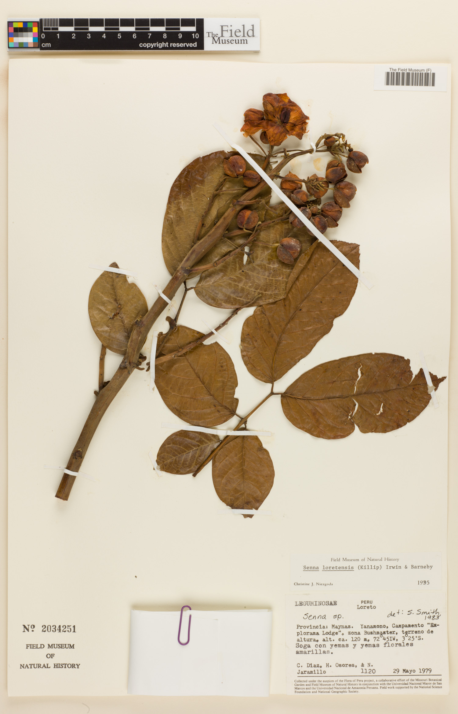 Senna loretensis image