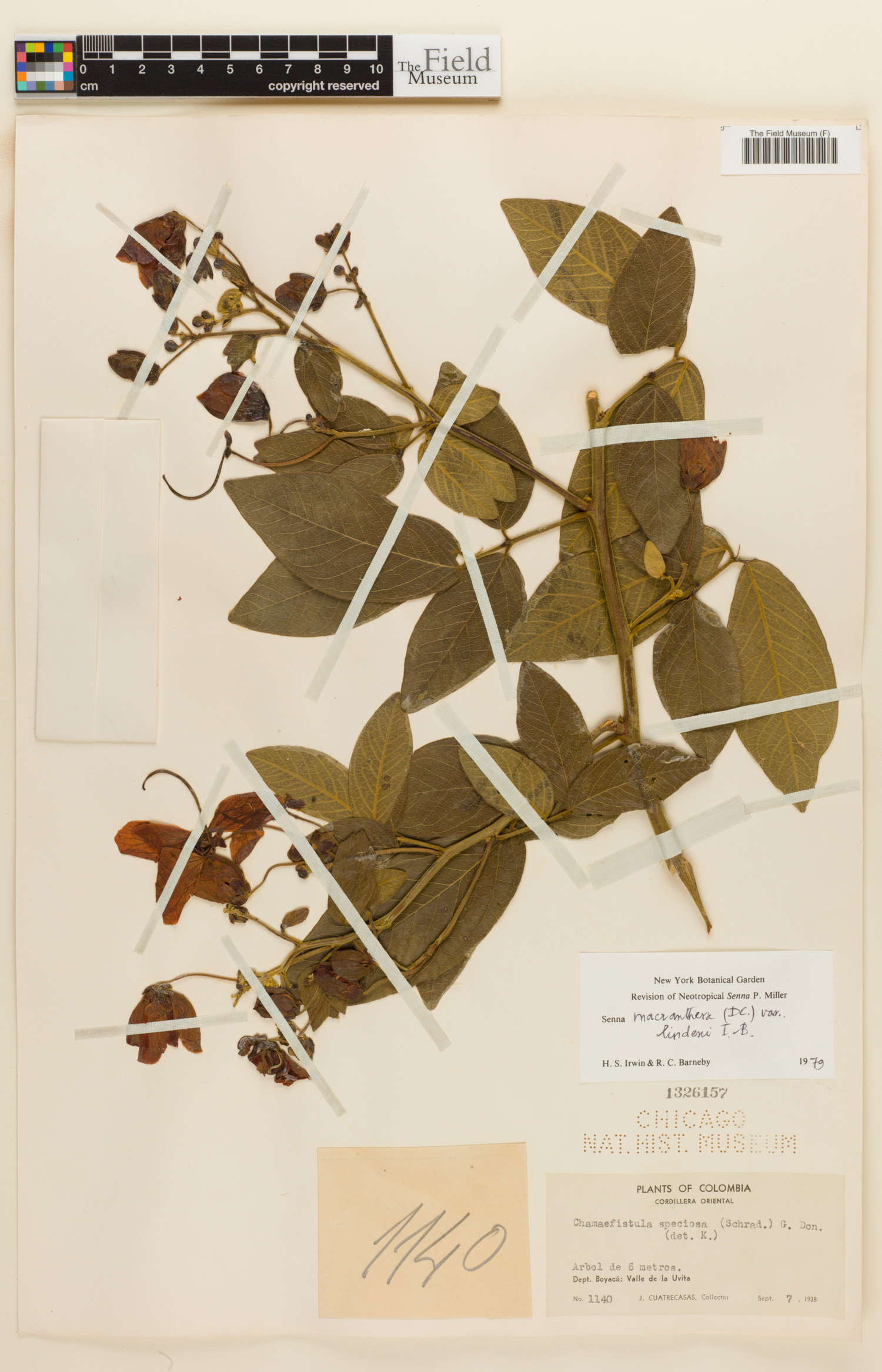Senna macranthera var. lindeni image