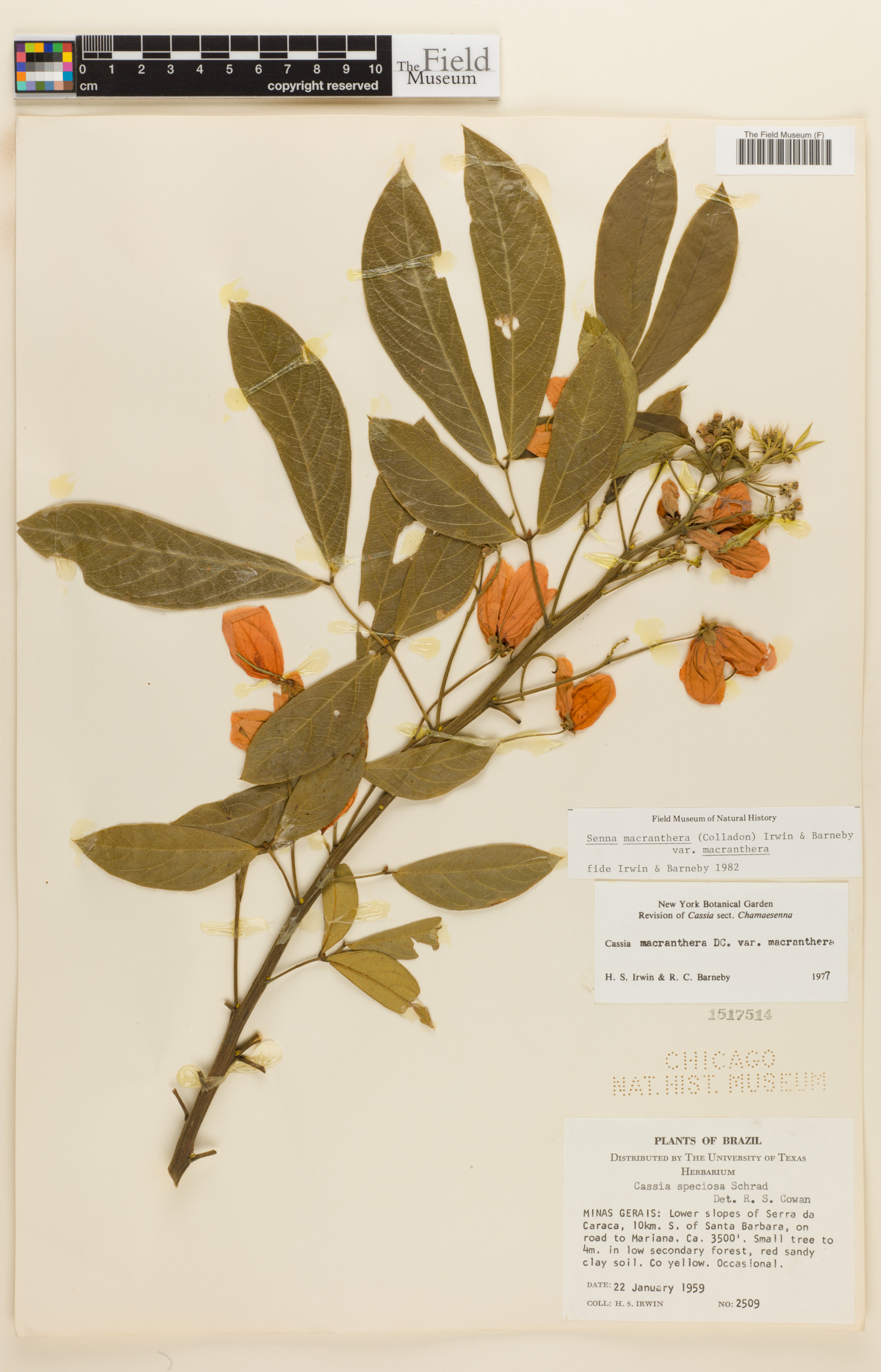 Senna macranthera var. macranthera image