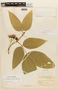 Senna macrophylla var. macrophylla image