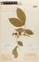Senna macrophylla var. macrophylla image