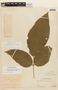 Senna macrophylla image