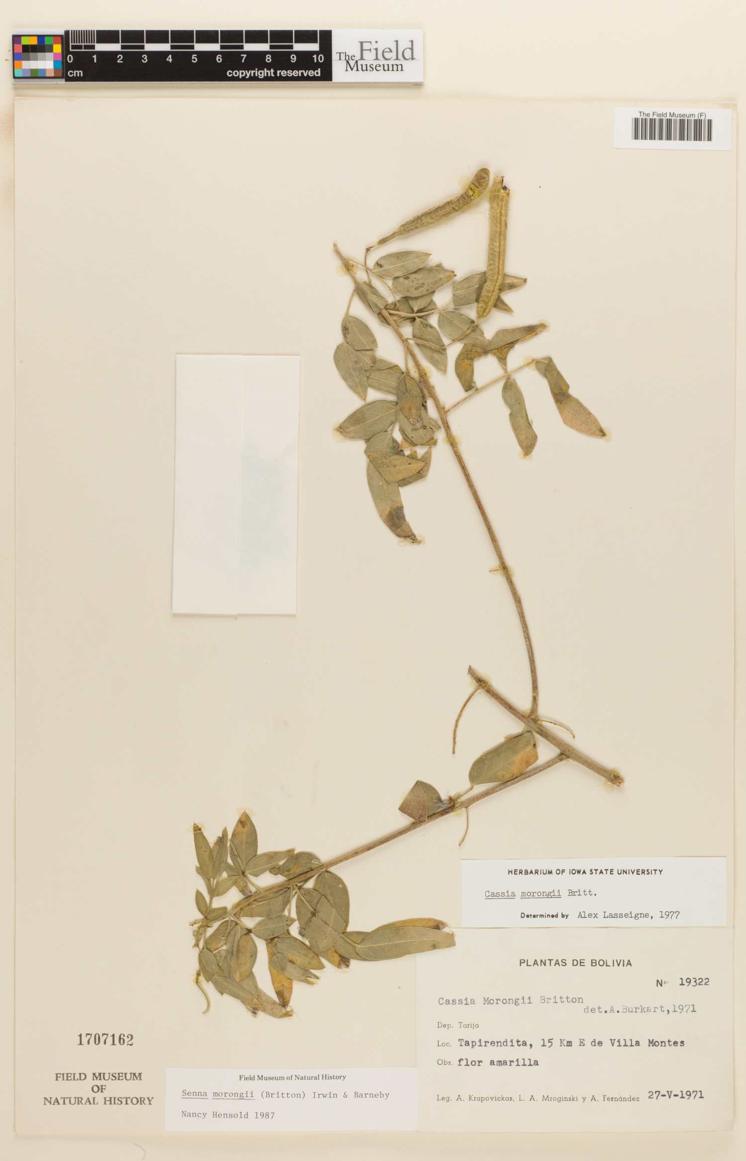 Senna morongii image