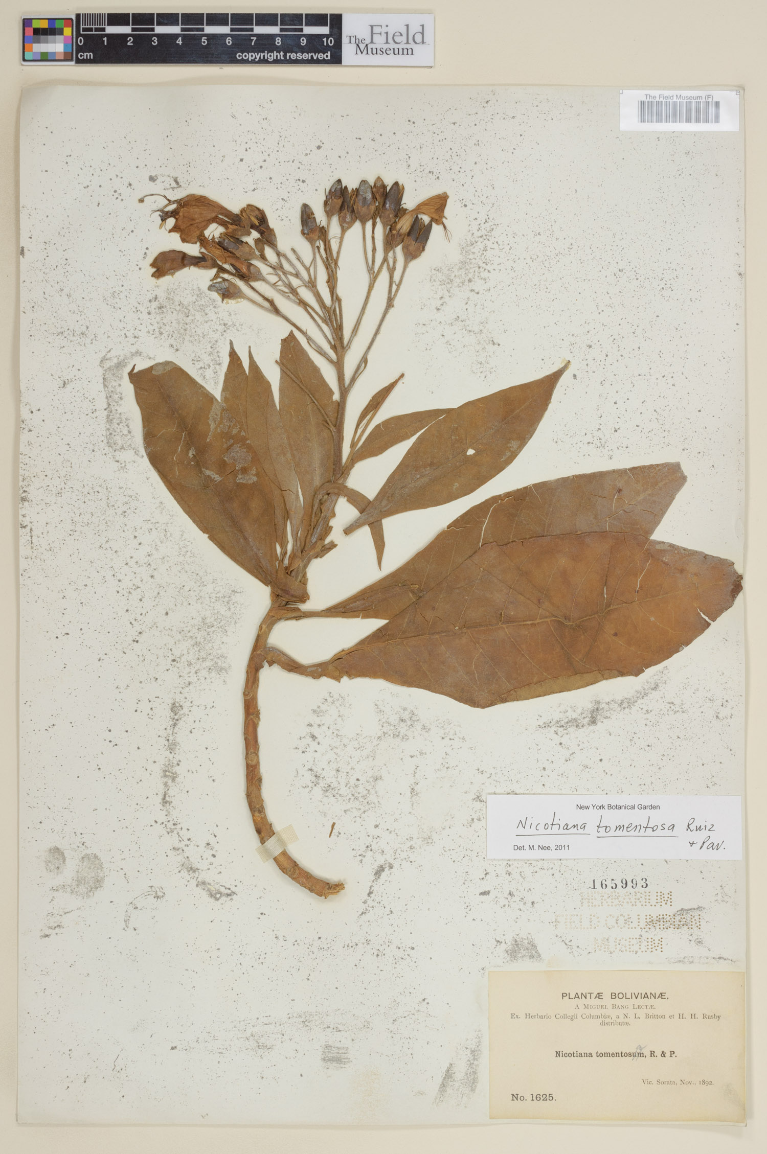 Nicotiana image