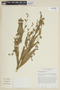 Nicotiana undulata image
