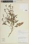 Nicotiana undulata image