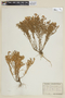 Nierembergia aristata image