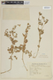 Nierembergia browallioides image