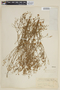 Nierembergia aristata image