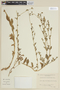 Nierembergia browallioides image