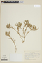 Nierembergia pulchella image