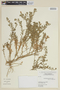 Nierembergia graveolens image