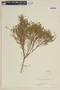 Nierembergia linariifolia image