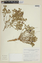Calibrachoa ovalifolia image