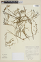 Calibrachoa heterophylla image