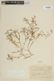 Calibrachoa heterophylla image