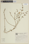 Petunia integrifolia image