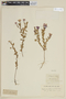 Calibrachoa ovalifolia image