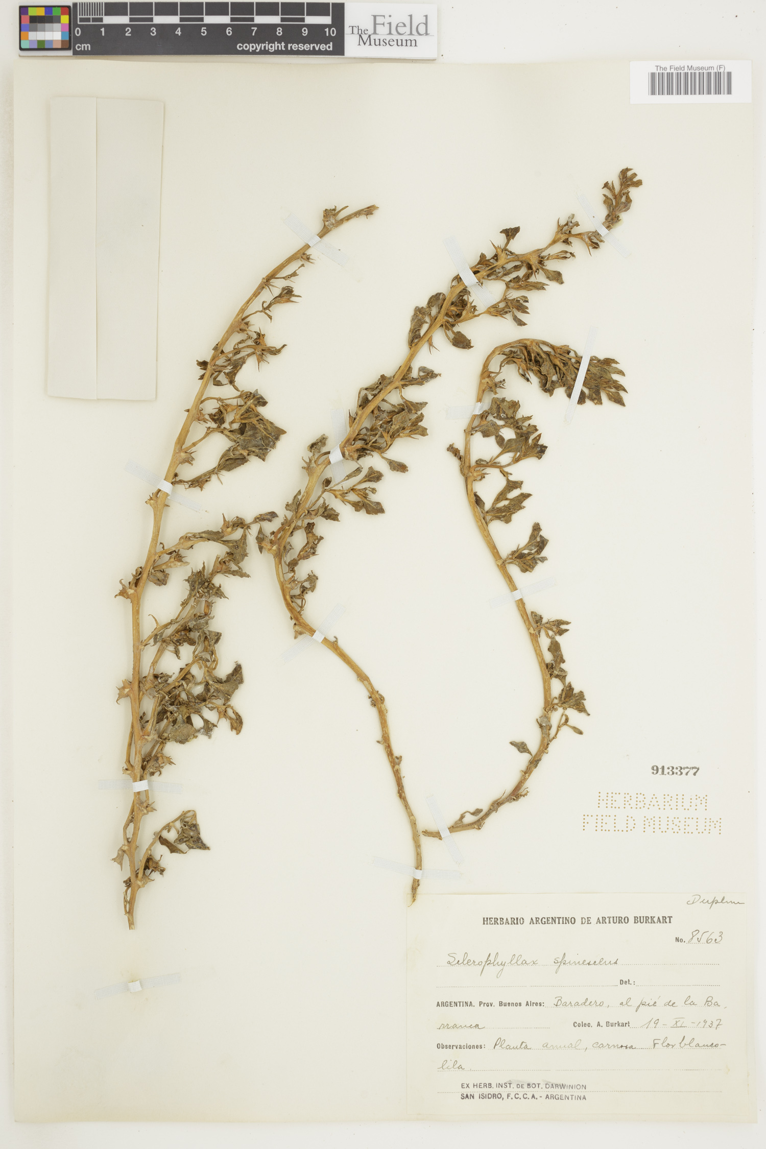 Sclerophylax spinescens image