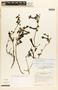 Salpichroa glandulosa subsp. weddellii image
