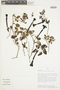 Salpichroa glandulosa image