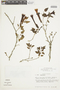 Salpichroa glandulosa image
