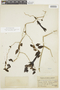 Salpichroa microphylla image