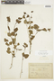 Salpichroa tristis var. lehmannii image
