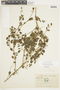Salpichroa tristis var. lehmannii image