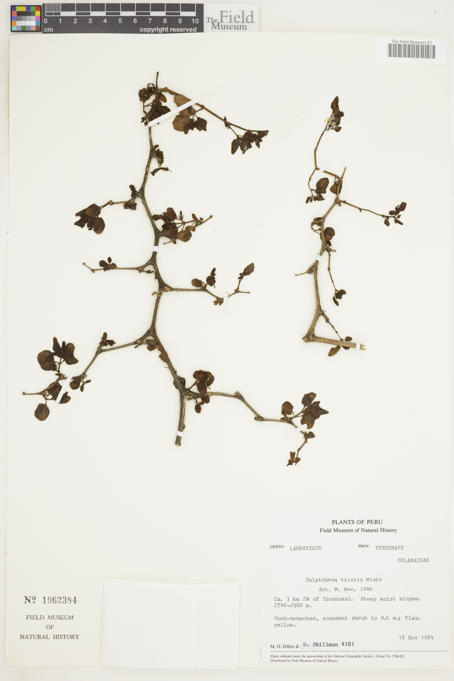 Salpichroa image