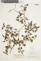 Salpichroa tristis var. tristis image