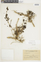 Salpichroa tristis var. tristis image