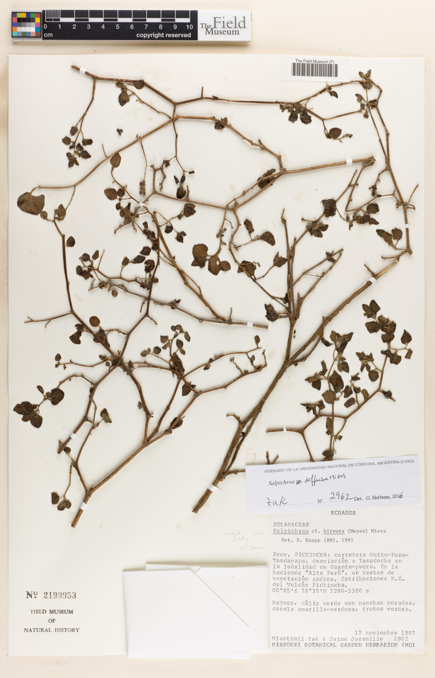Salpichroa diffusa image