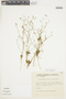 Reyesia chilensis image
