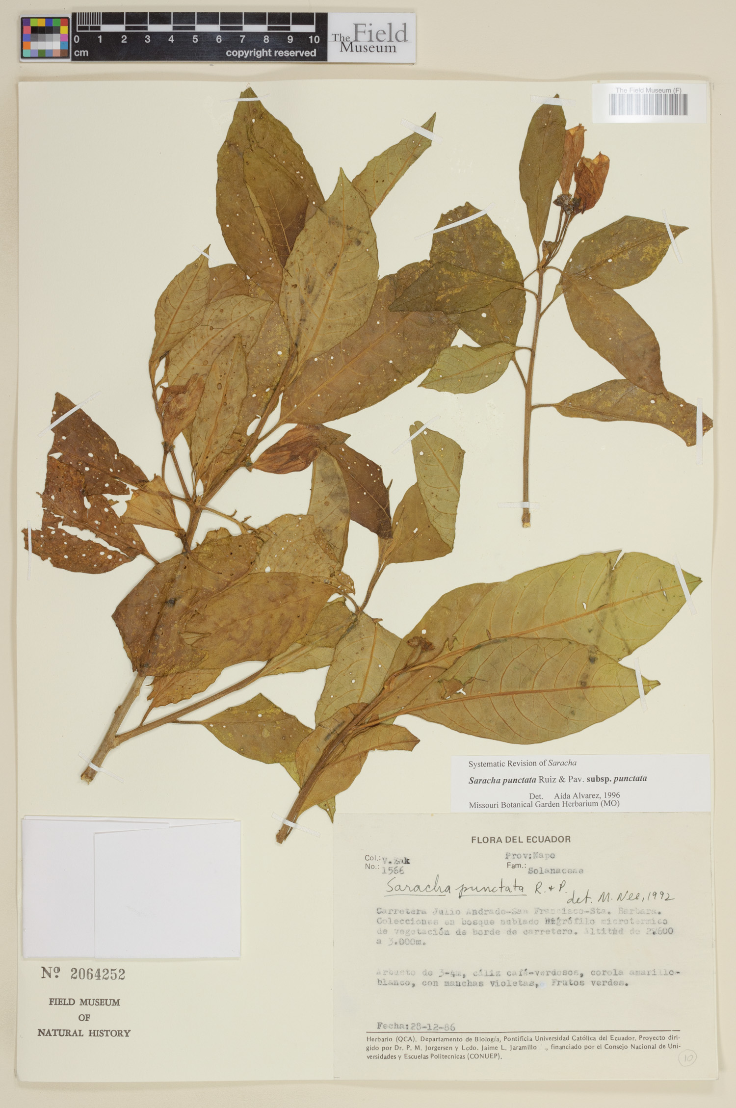 Saracha punctata image
