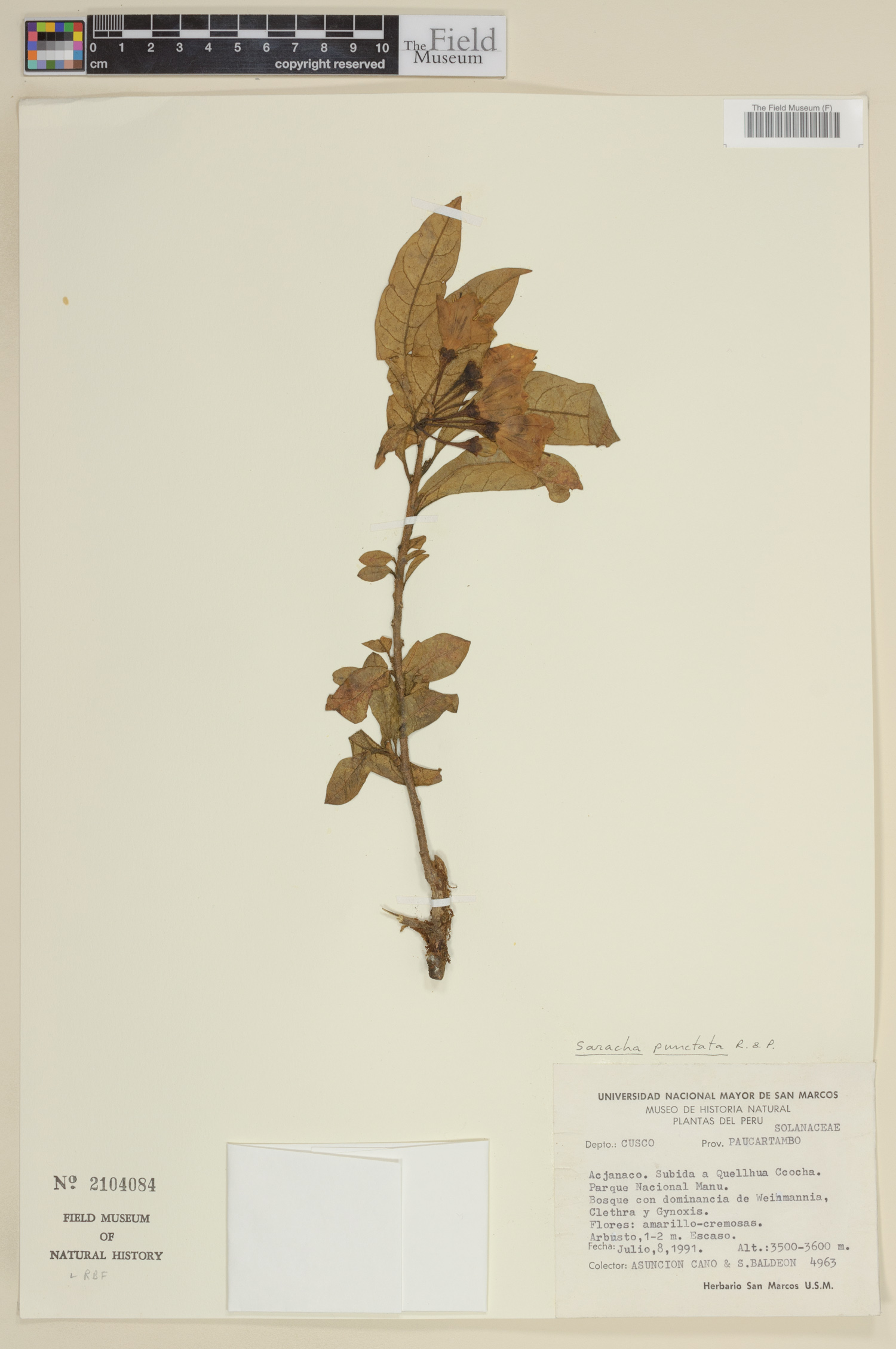 Saracha punctata image