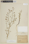 Schizanthus alpestris image