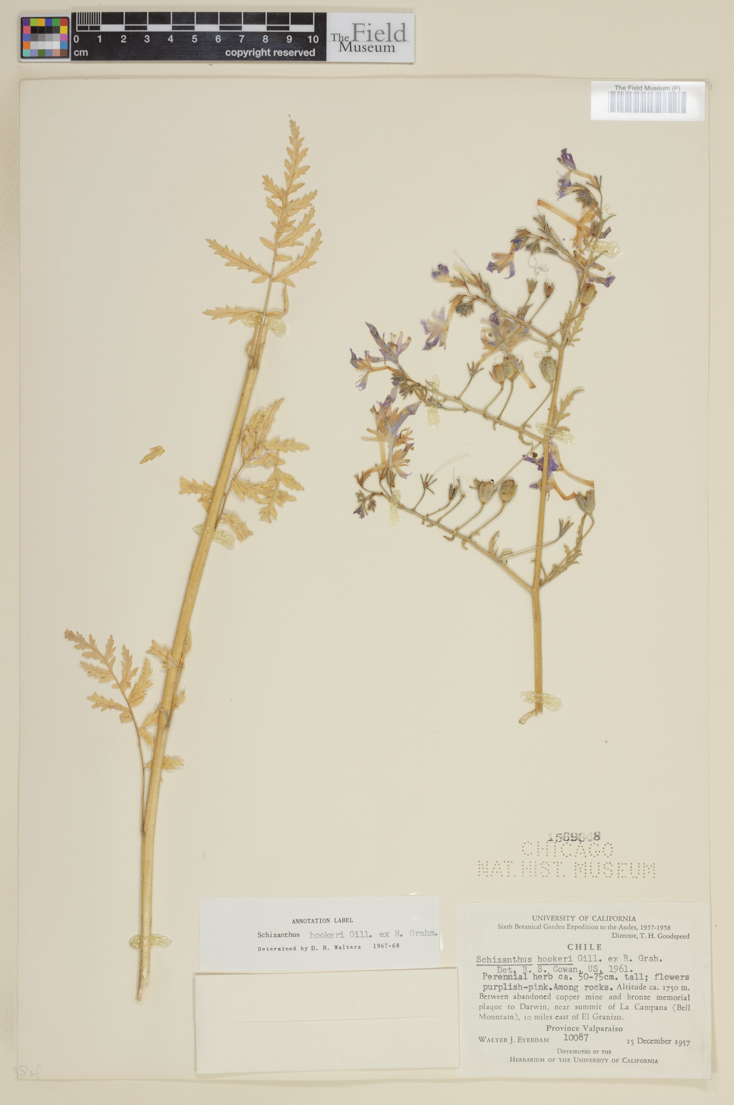 Schizanthus image