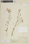 Schizanthus hookeri image