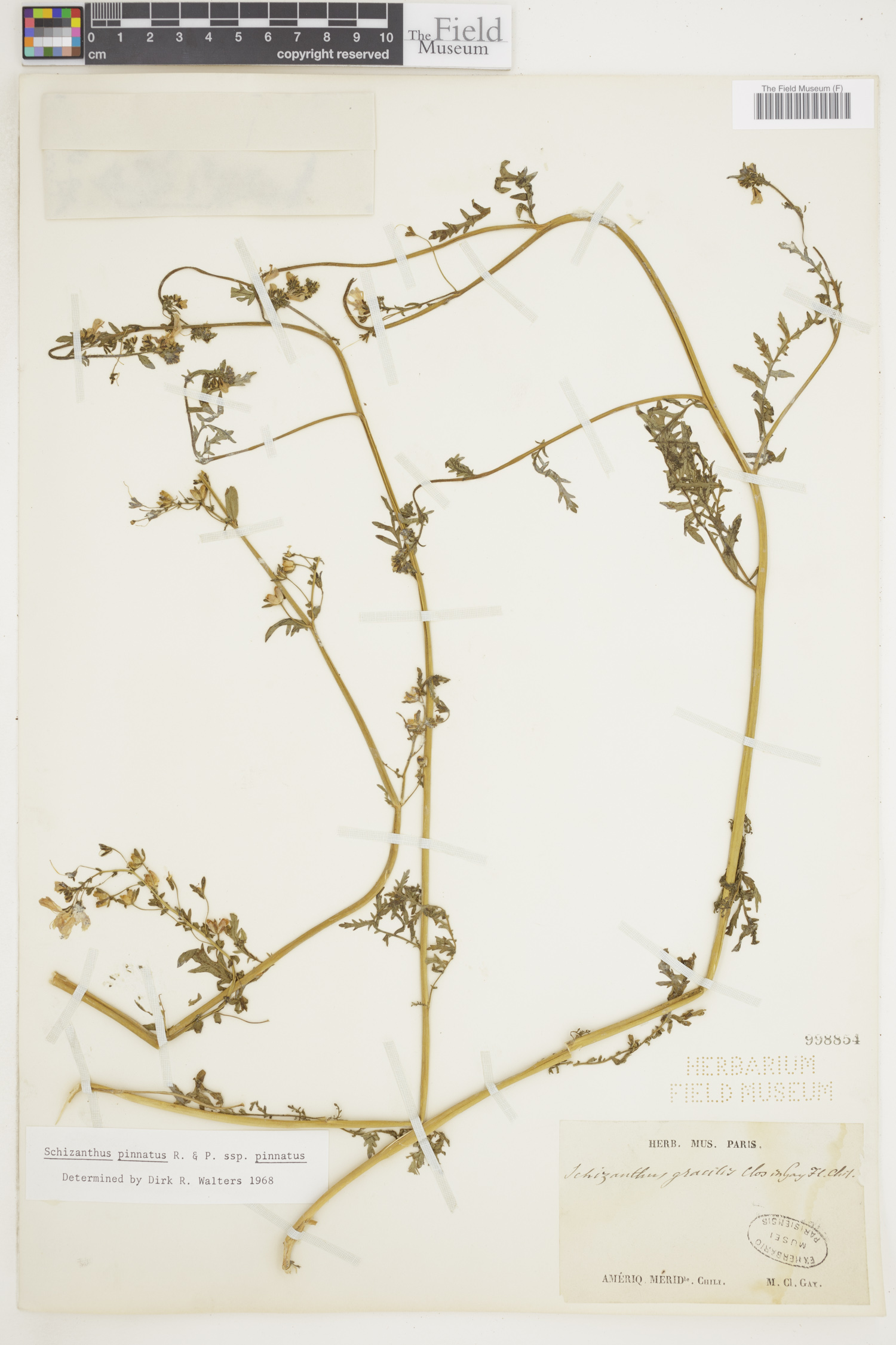 Schizanthus image