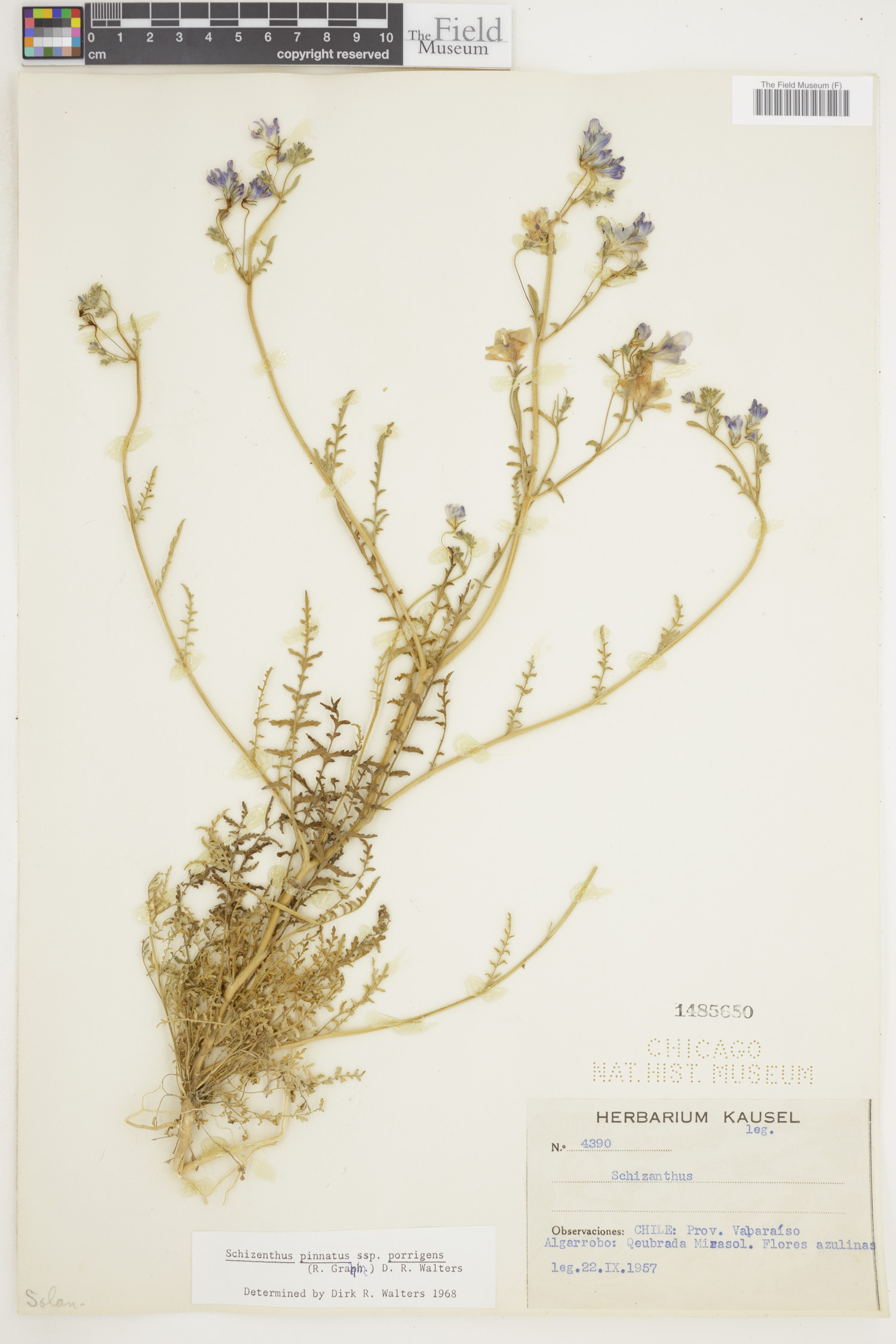 Schizanthus porrigens image