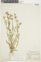 Schizanthus porrigens image