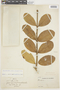 Schultesianthus coriaceus image