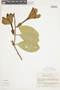Schultesianthus coriaceus image